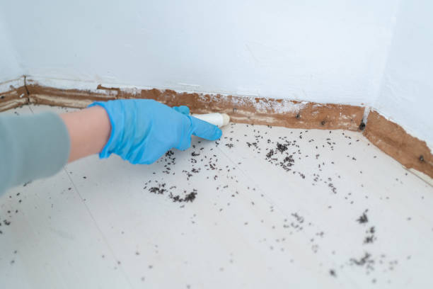 Professional Pest Control in Bladensburg, MD